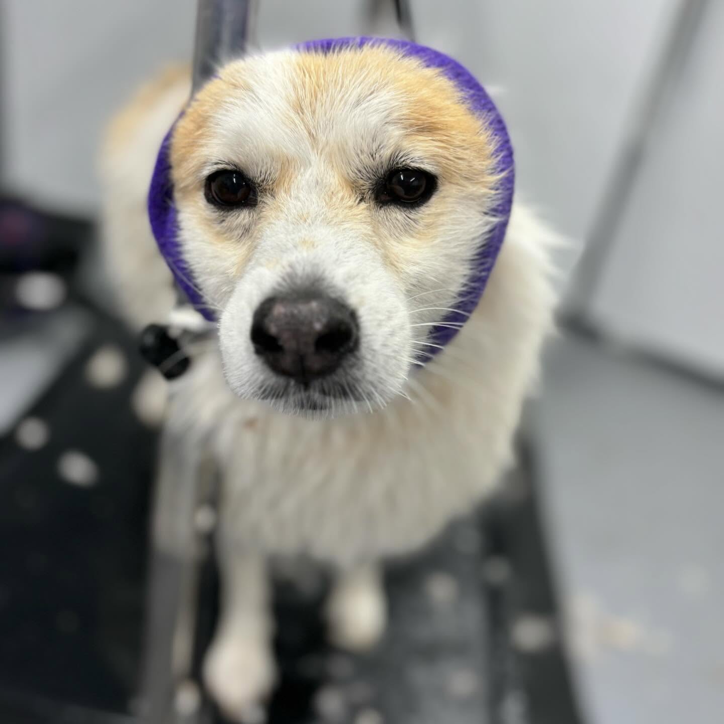 Coca the Pomsky during blow-dry at SuperGrooms Toronto