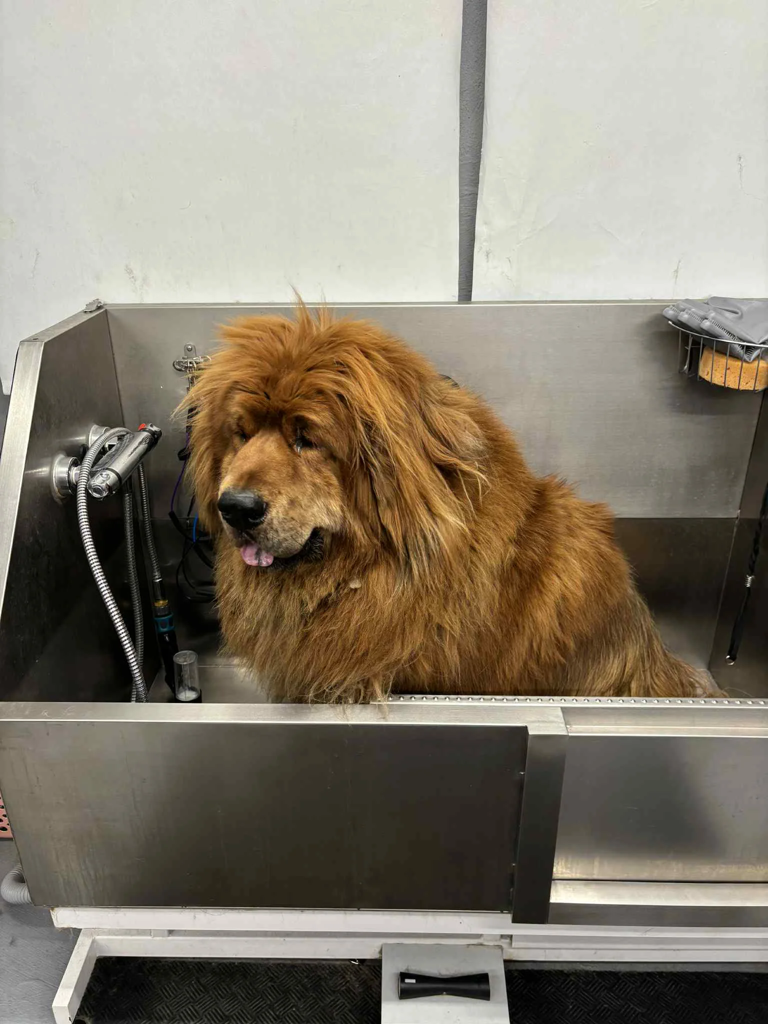 Kichi the Tibetan Mastiff before grooming at SuperGrooms Toronto