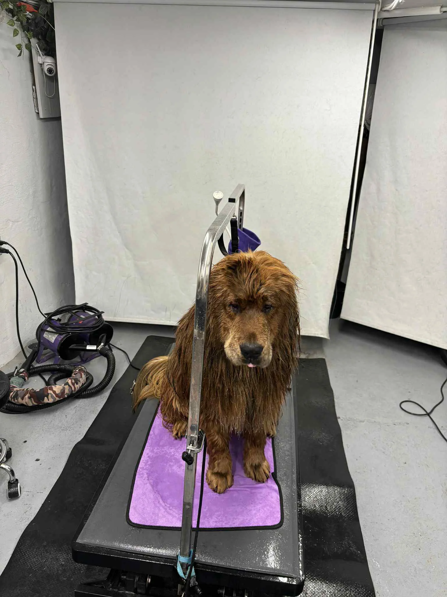 Kichi the Tibetan Mastiff during grooming at SuperGrooms Toronto