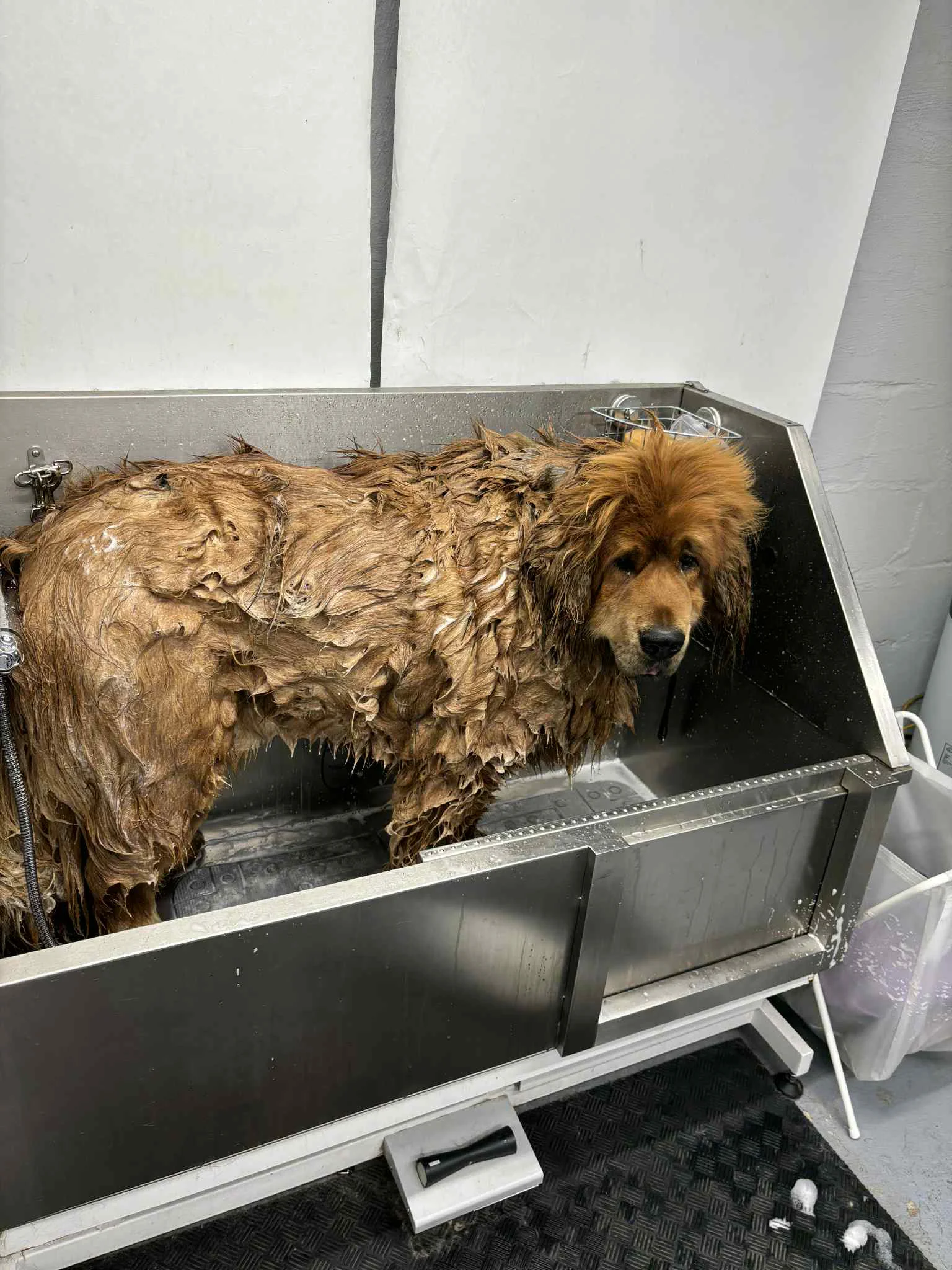 Kichi the Tibetan Mastiff during grooming at SuperGrooms Toronto