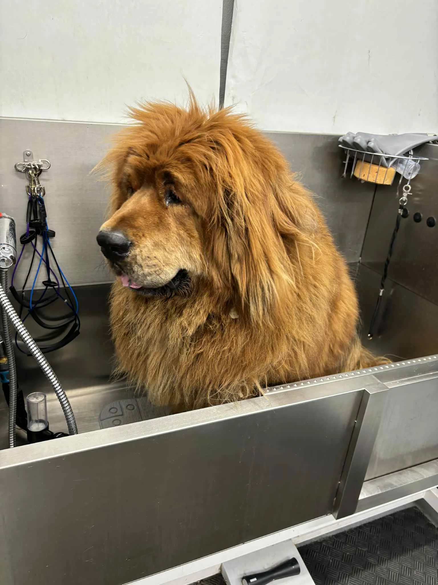 Kichi the Tibetan Mastiff during grooming at SuperGrooms Toronto