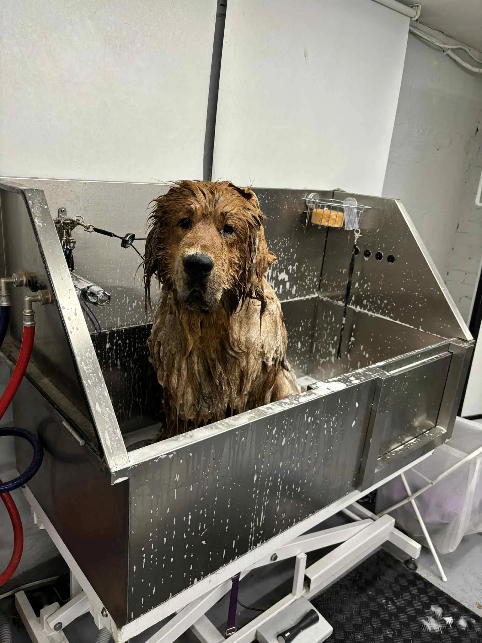 Kichi the Tibetan Mastiff after professional grooming at SuperGrooms Toronto