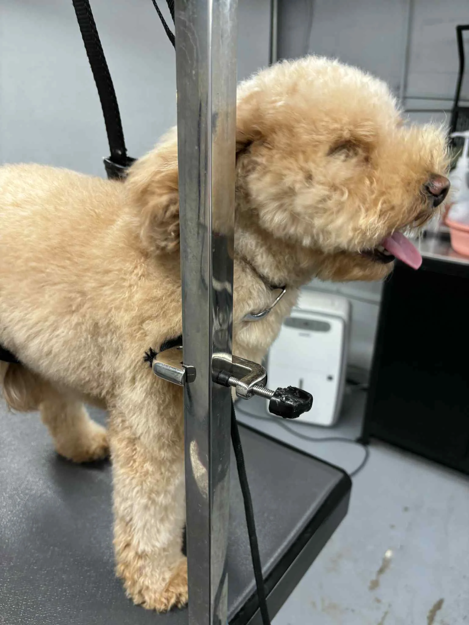 Ruby the Goldendoodle during bath at SuperGrooms Toronto grooming salon