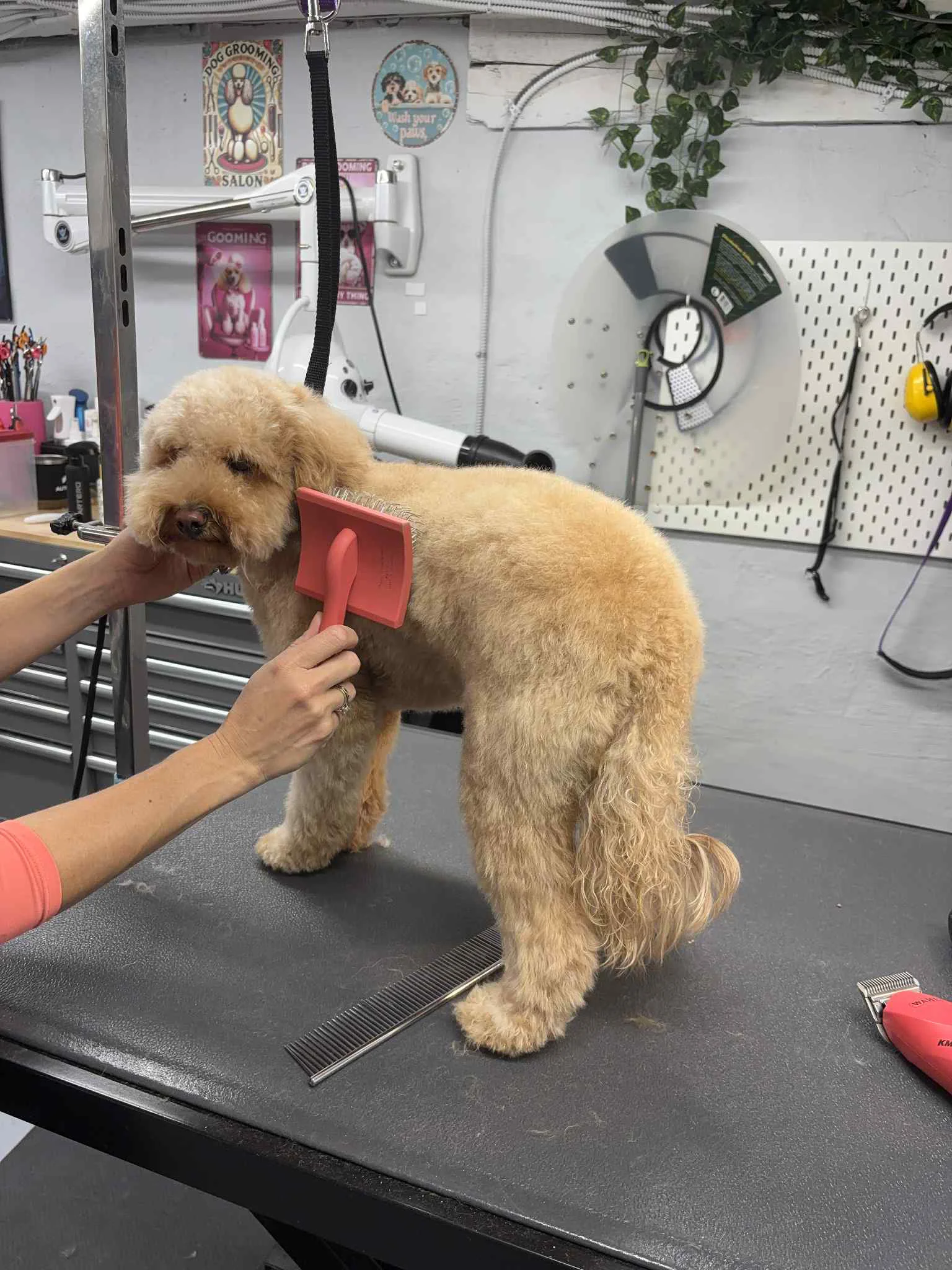 Ruby the Goldendoodle before grooming at SuperGrooms Toronto