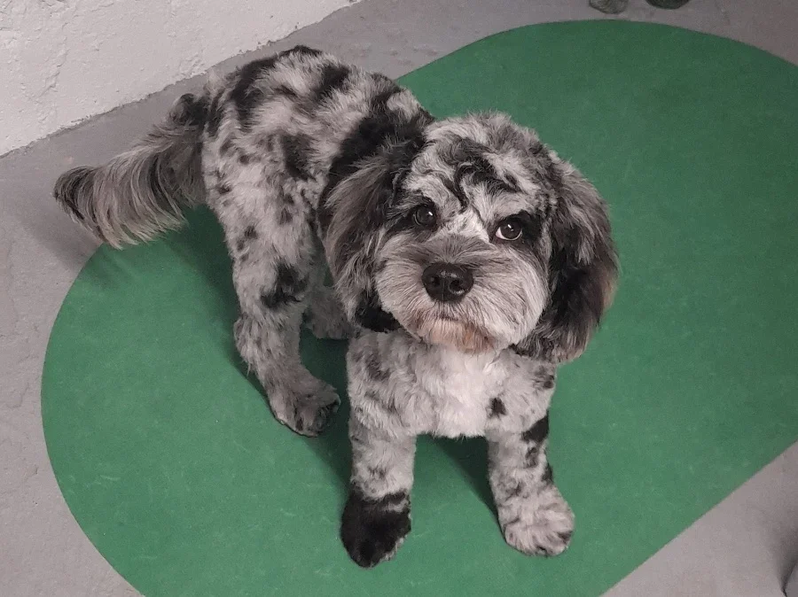 Grooming photo from My T's review