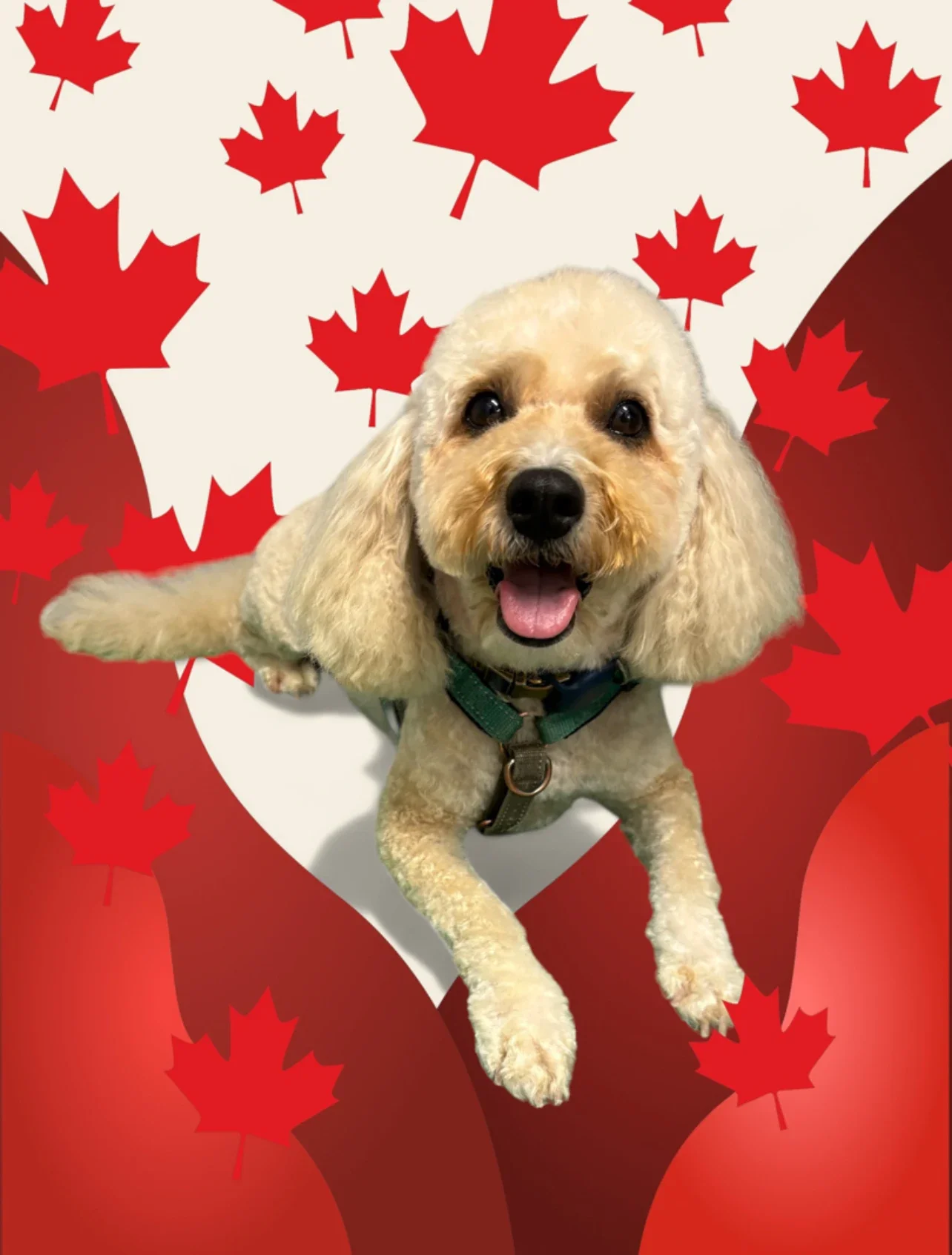 Grooming photo from Paula Carlesso's review