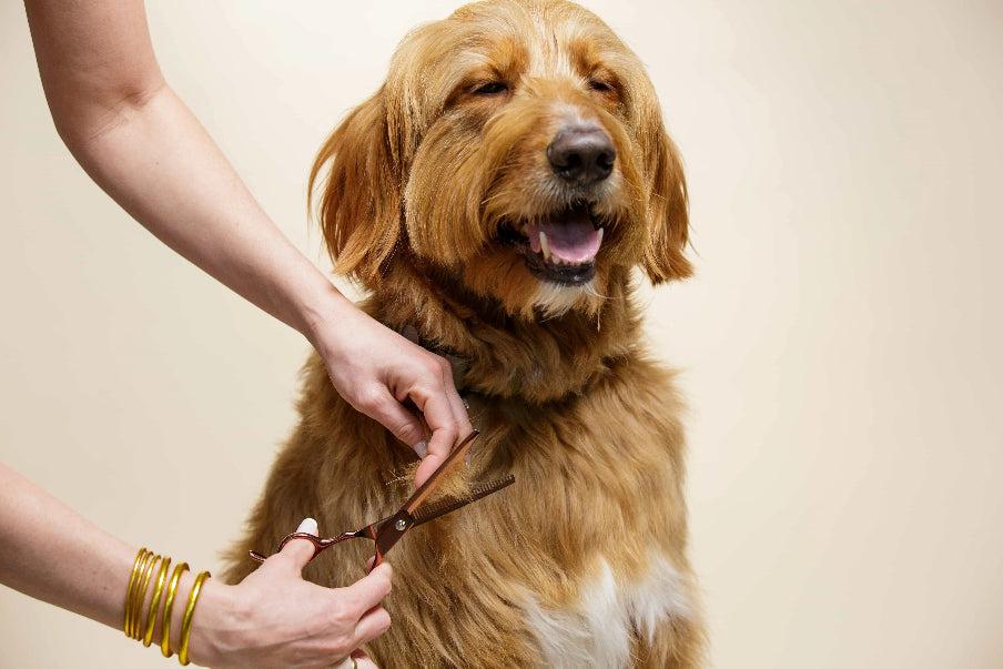 Dog Grooming Anxiety Training Toronto